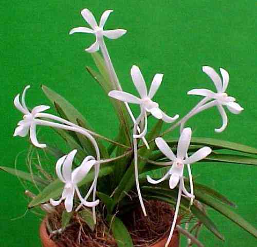 Neofinetia falcata (Amani Island)
